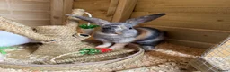 Mixed Breed rabbits for sale: Lop x mixed breed kits - Advert 1