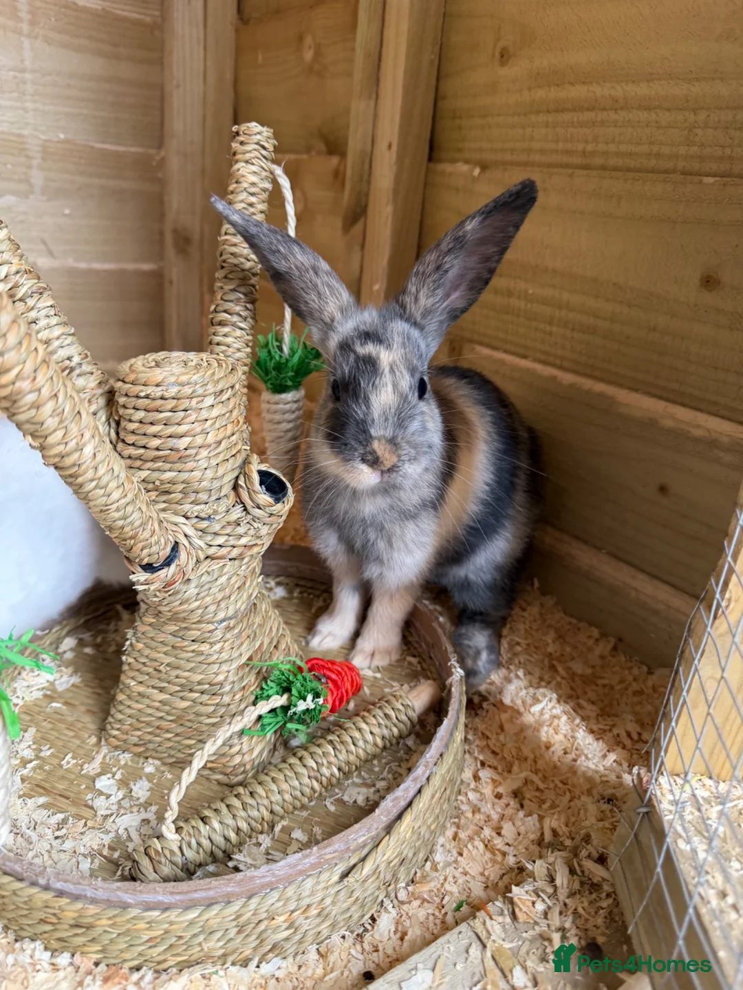 Mixed Breed rabbits for sale: Lop x mixed breed kits - Advert 1