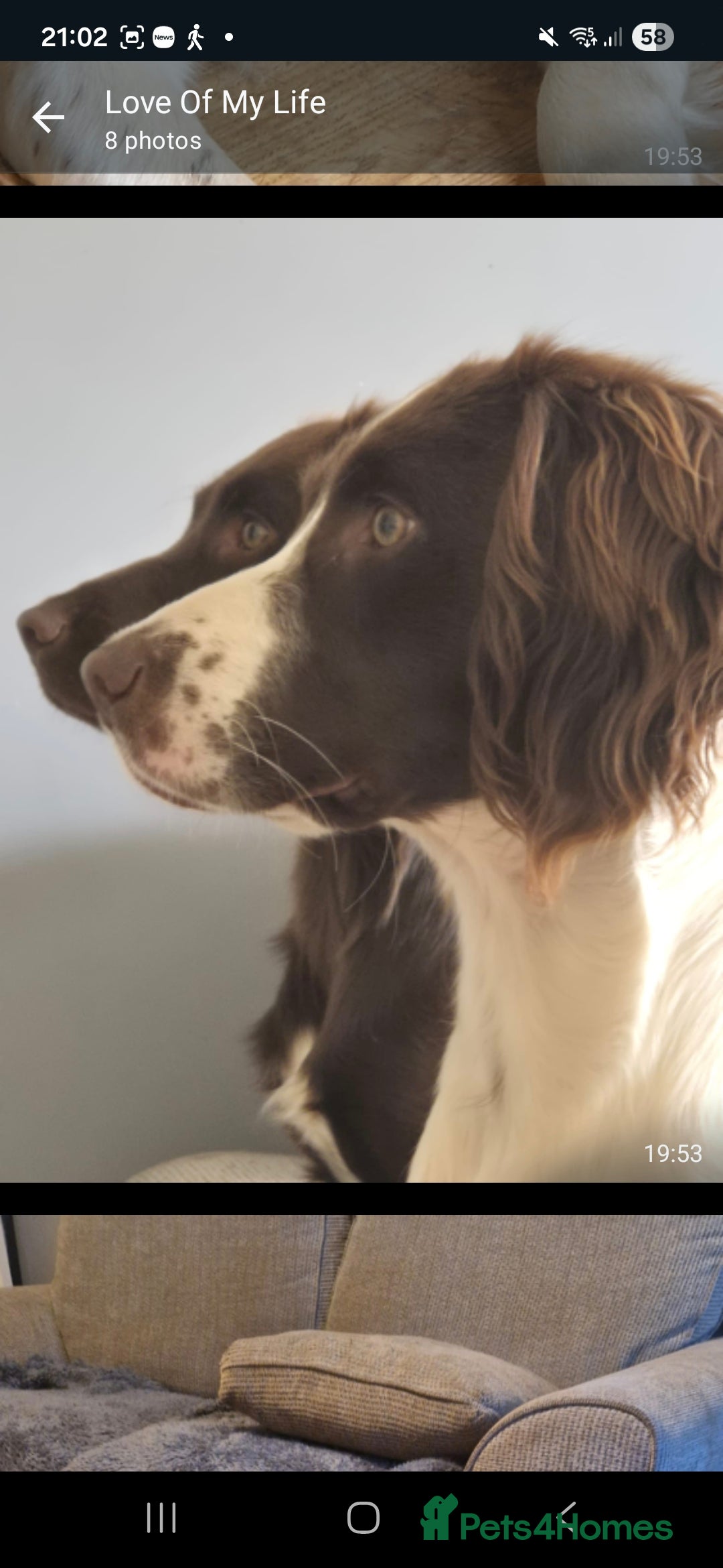 Cocker Spaniel dogs for sale: Two sprockers for sale - Advert 6