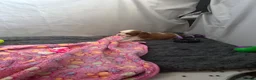 Cavalier King Charles Spaniel dogs for sale: 🐶Kc cavalier dna clear puppies 🐶4 boys left - Advert 17