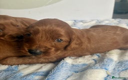Cockapoo dogs for sale: 🌟 Quality F1 Cockapoo puppies 🌟 - Image 9