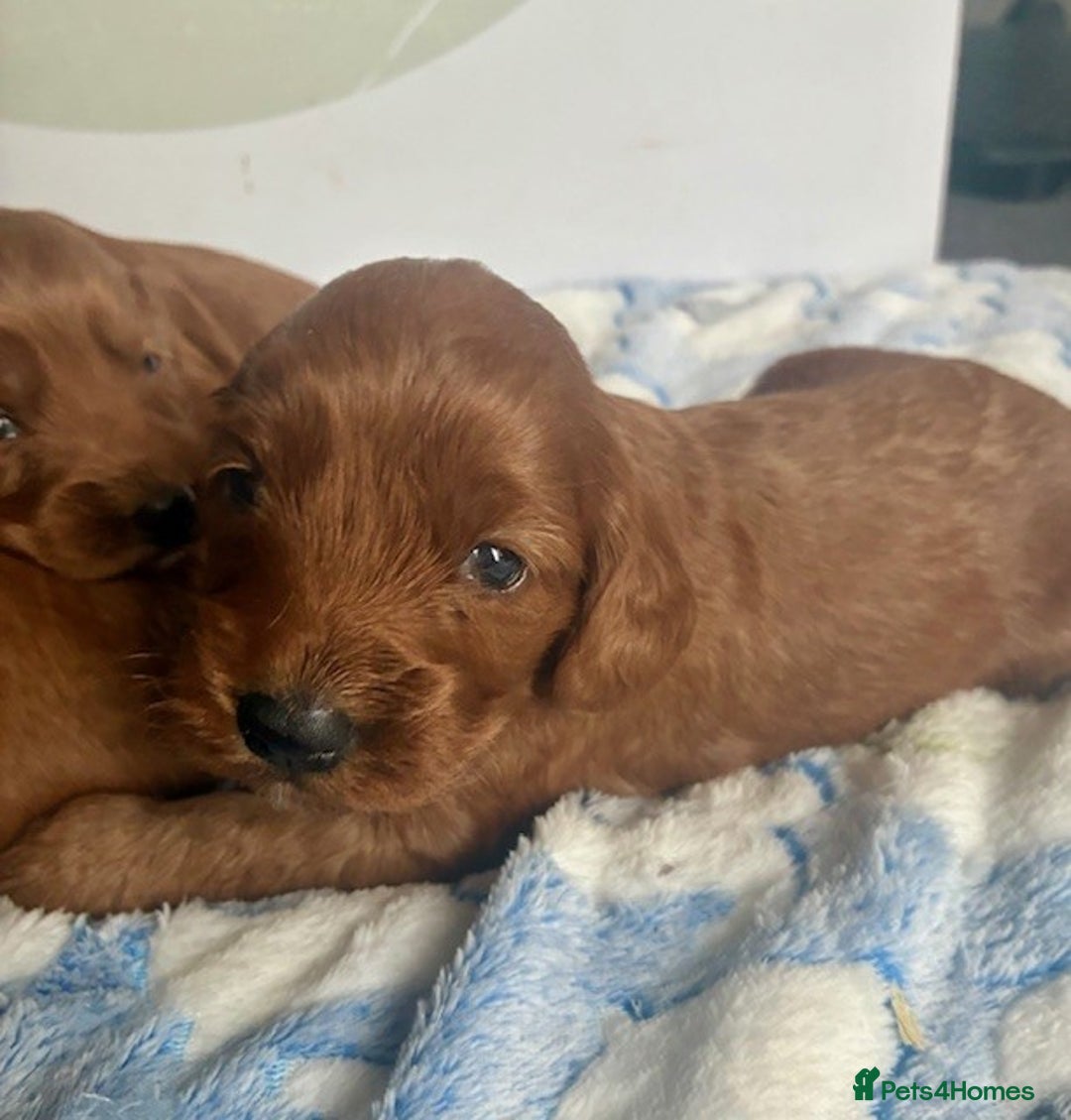 Cockapoo dogs for sale: 🌟 Quality F1 Cockapoo puppies 🌟 - Image 9