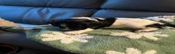 English Springer Spaniel dogs for sale: Beautiful litter 9 English Springer Spaniel pups - Advert 37