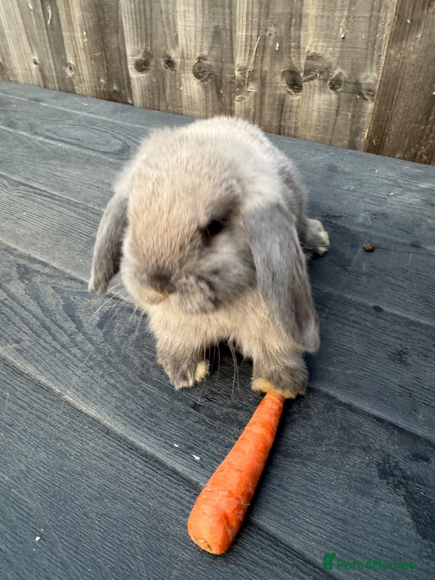 Mini Lop rabbits Mini Lops - Advert 1