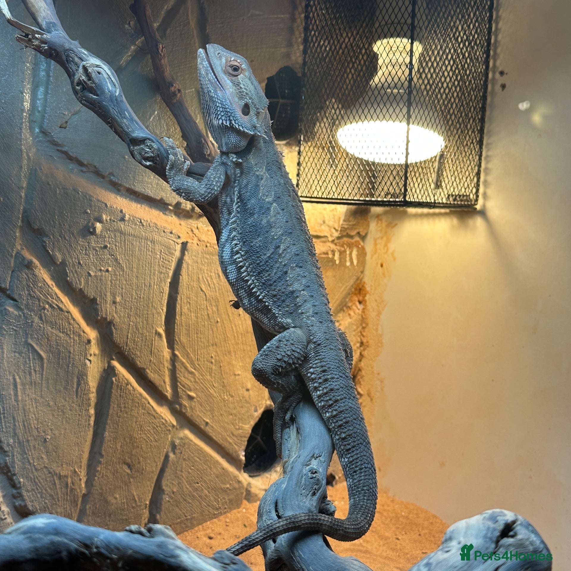 Bearded Dragon reptiles for sale: Bearded dragon  - Advert 1