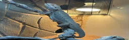 Bearded Dragon reptiles for sale: Bearded dragon  in ELY - Advert 1