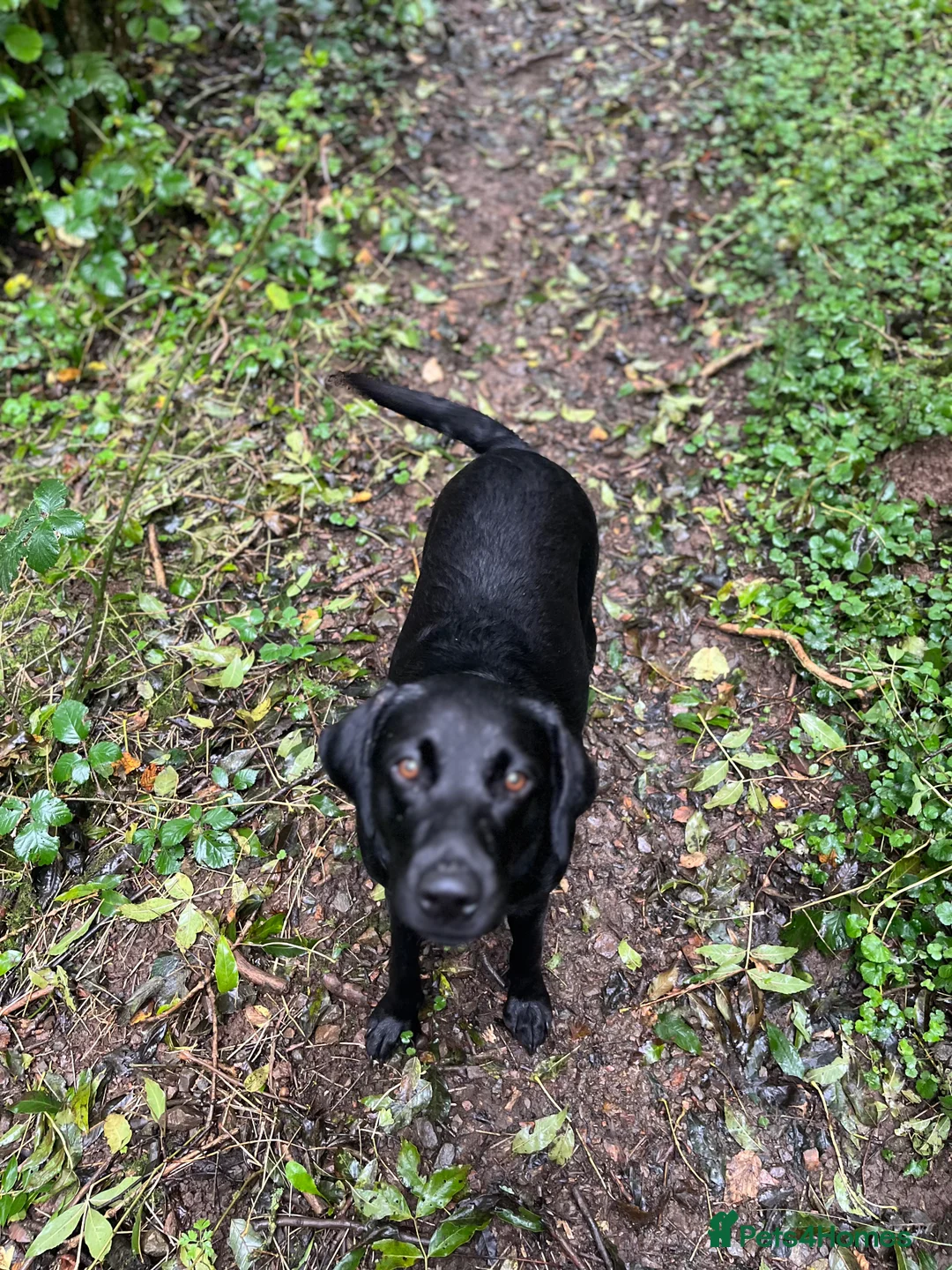 Borador dogs for sale: 11 gorgeous Borador puppies for sale  - Advert 2