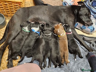 Mixed Breed dogs - Advert 1