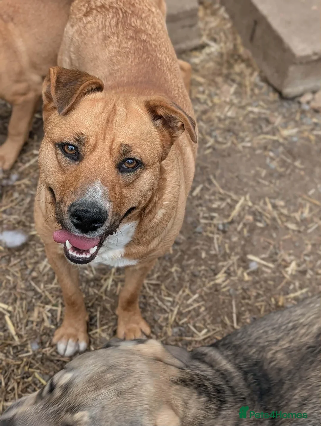 Mixed Breed dogs for adoption: Zelda  in Birmingham - Advert 2