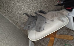 British Shorthair cats for sale: British Shorthair kitten  - Image 10