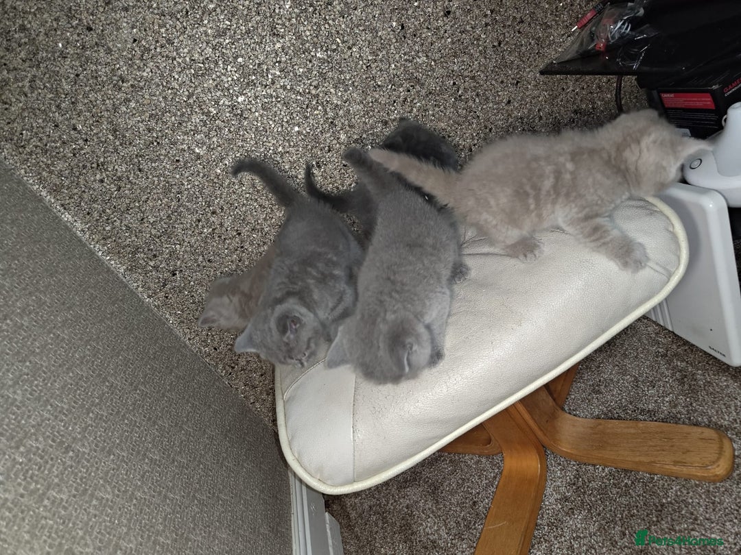 British Shorthair cats for sale: British Shorthair kitten  - Image 10