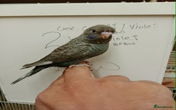 Budgerigars birds for sale: Very rare Black face black wing budgies for sale  - Image 3