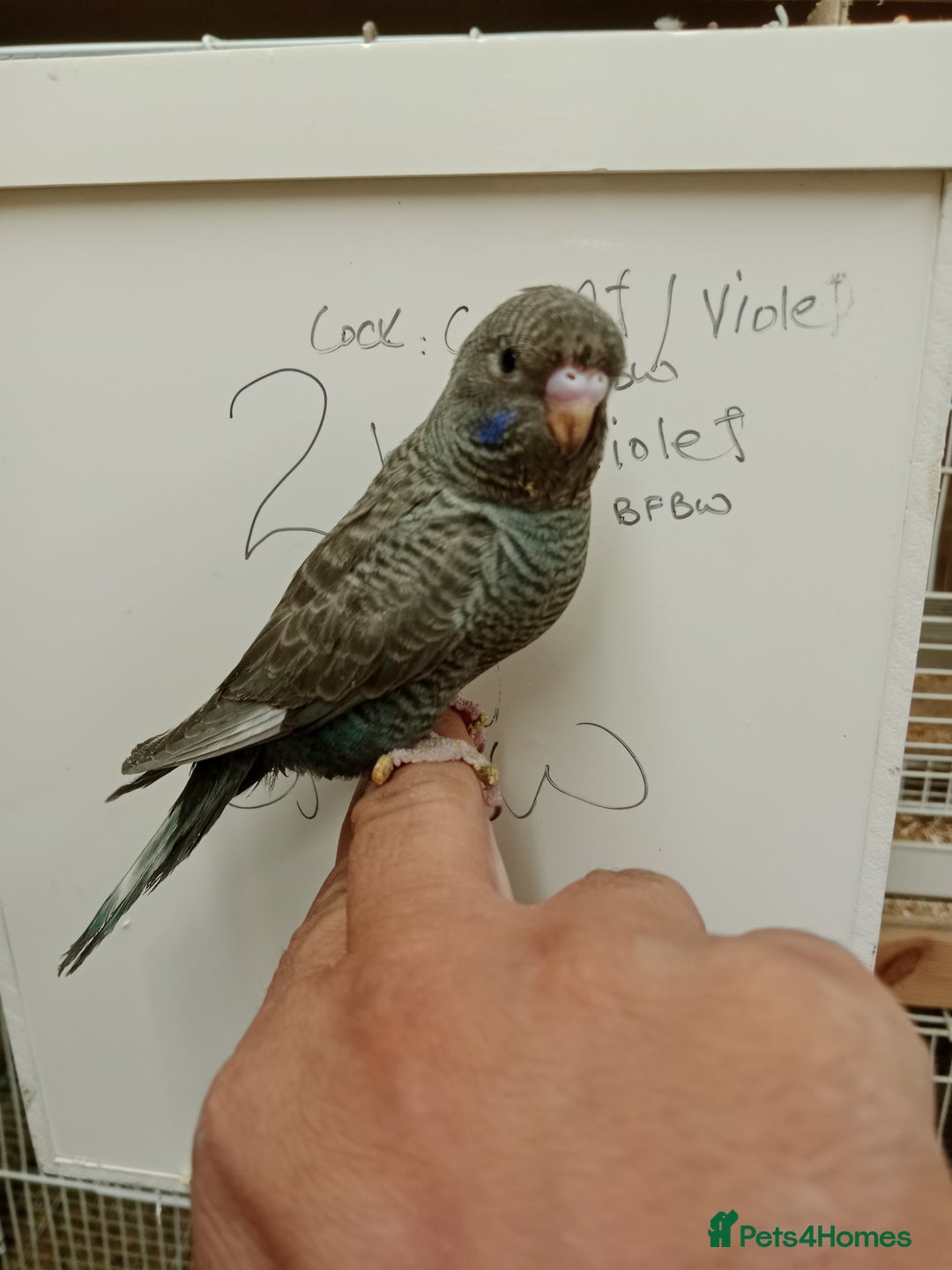 Budgerigars birds for sale: Very rare Black face black wing budgies for sale  - Image 3