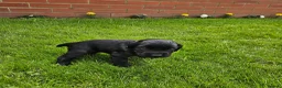 Cocker Spaniel dogs for sale: Cocker spaniels  in Tadcaster - Advert 4