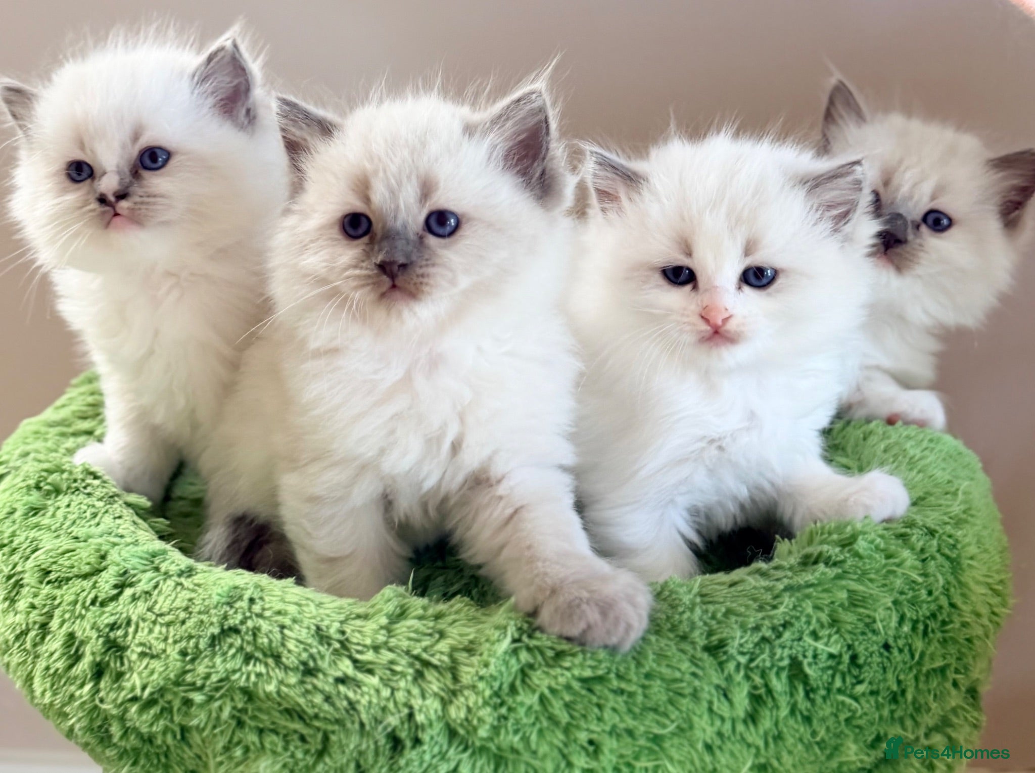 Ragdoll cats Champion pedigree Chucky Ragdoll babies  - Advert 1