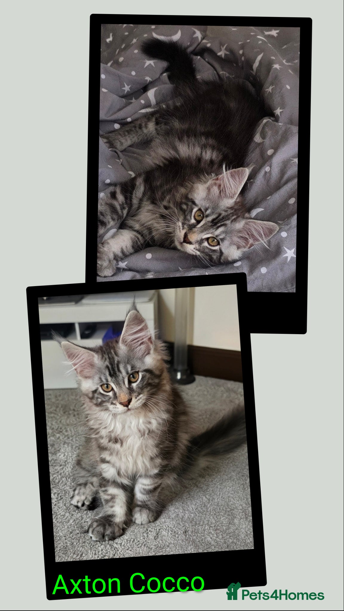 Maine Coon cats GCCF Registered Maine Coon Kittens - Advert 2