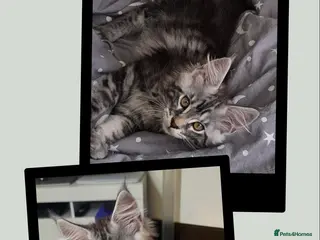 Maine Coon cats GCCF Registered Maine Coon Kittens - Advert 2