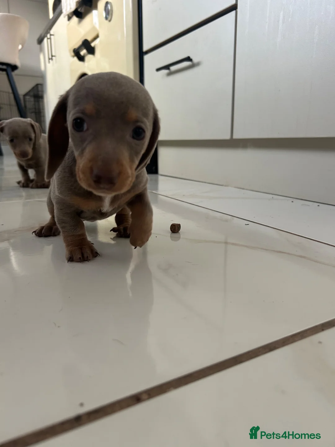 Dachshund dogs for sale: 1 girl left ready to go  in Aberdare - Advert 5