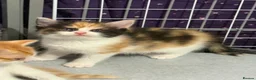Mixed Breed cats for sale: Stunning ragdoll cross kittens  in Barking - Advert 14