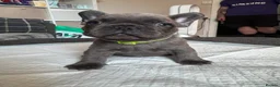 French Bulldog dogs for sale: All puppys ready to leave 2boys 1 girl  - Advert 2