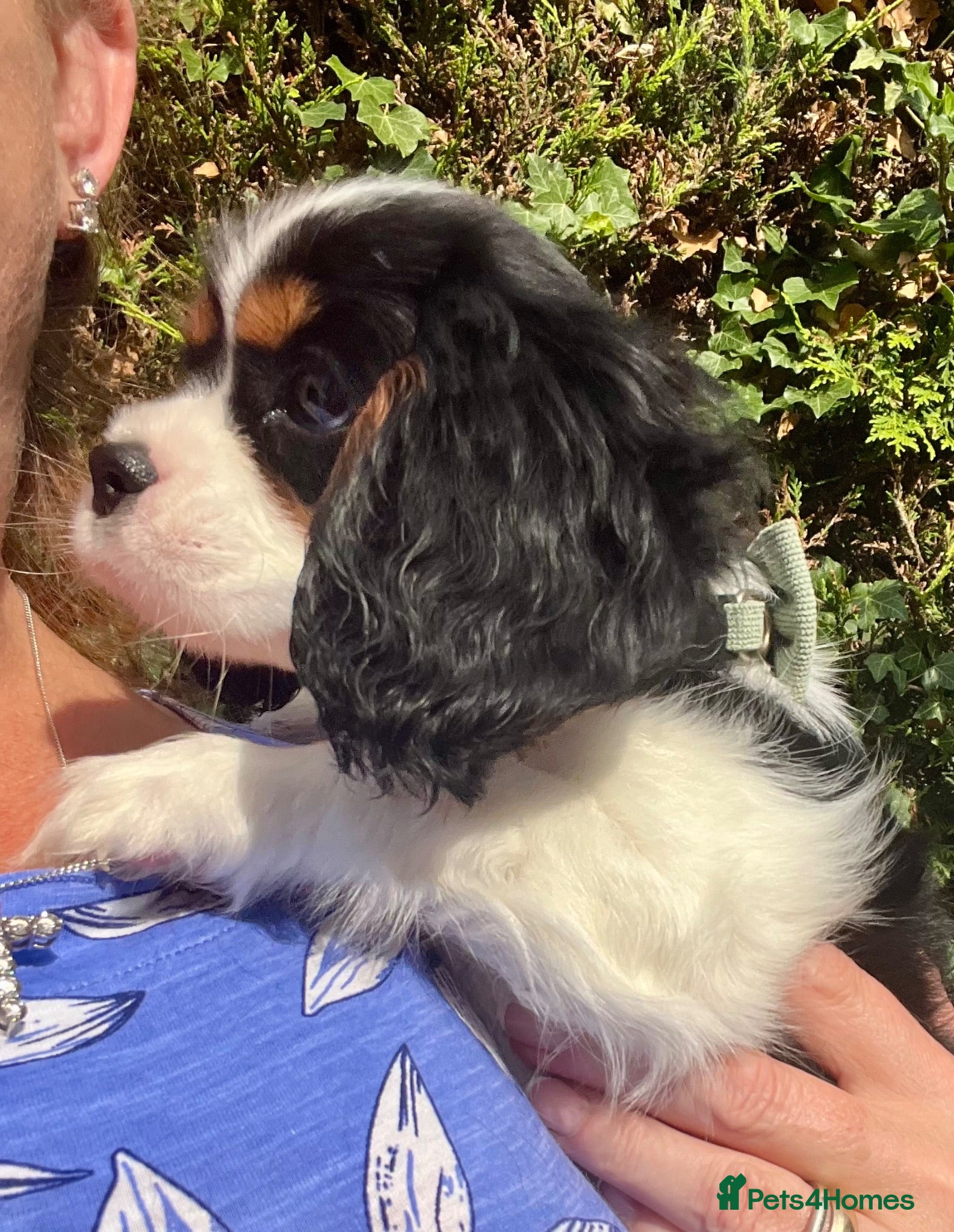 Cavalier King Charles Spaniel dogs Kc Reg, fully health tested CKCS licensed breeder - Advert 2