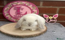 Mini Lop rabbits for sale: Pure Bred Minilops - Image 2