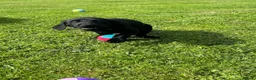 Labrador Retriever dogs for sale: Superb Working Labrador Puppies - Advert 9