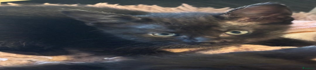 Black - brown collar 