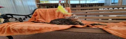 Savannah cats for sale: F3 Girl Brown Spotted Savannah TICA - Advert 2