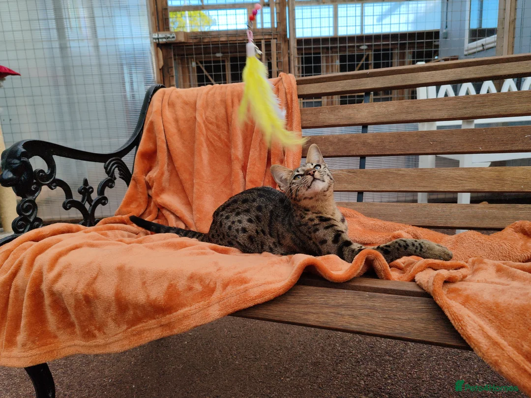 Savannah cats for sale: F3 Girl Brown Spotted Savannah TICA - Advert 2