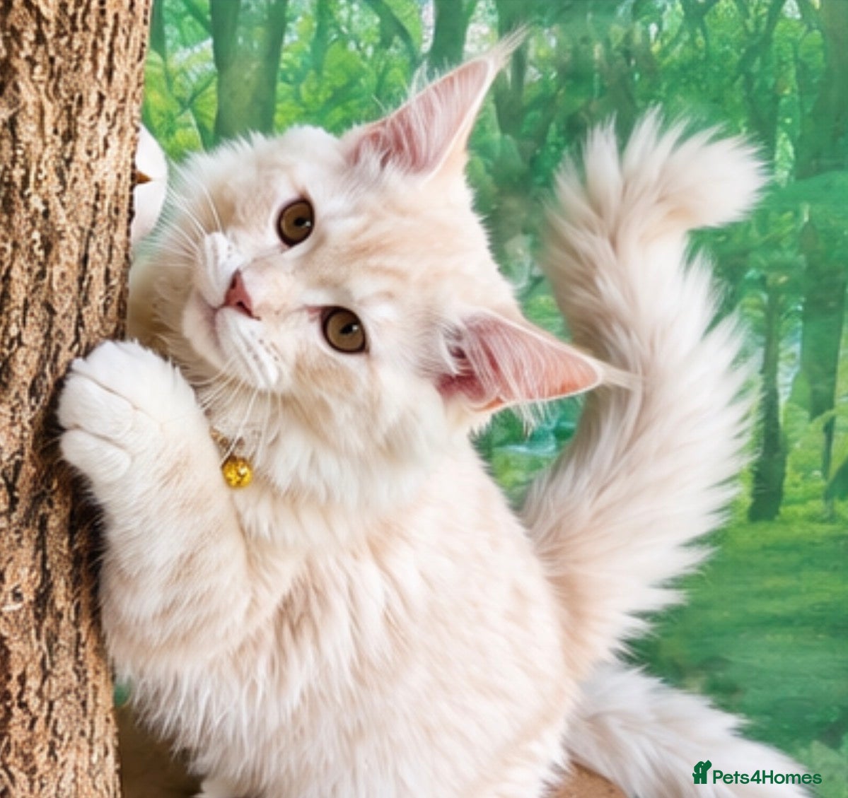 Maine Coon cats for sale: READY TO LEAVE Tica registered Maine Coons  - Advert 2