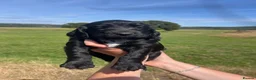 Cocker Spaniel dogs for sale: Gorgeous Bundle of Working Cockerspaniels🐾💗 - Advert 11