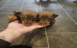 Miniature Dachshund dogs for sale: Miniature Dachshund Puppies  - Image 9