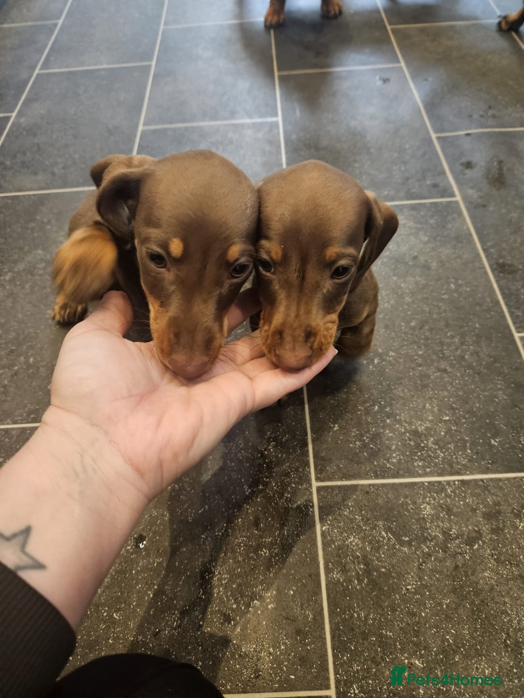 Miniature Dachshund dogs for sale: Miniature Dachshund Puppies  - Image 9