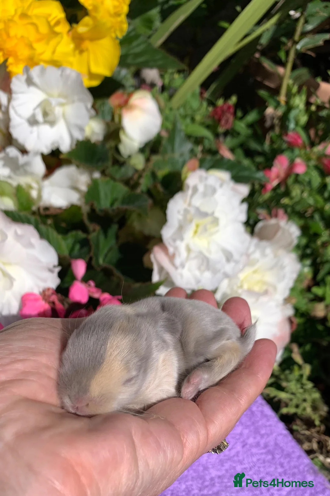 Mini Lop rabbits for sale: Gorgeous, purebred Mini lop babies ready October - Advert 28