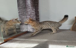 Savannah cats for sale: Fabulous F5 SBT Savannah Kittens! REDUCED! - Image 16