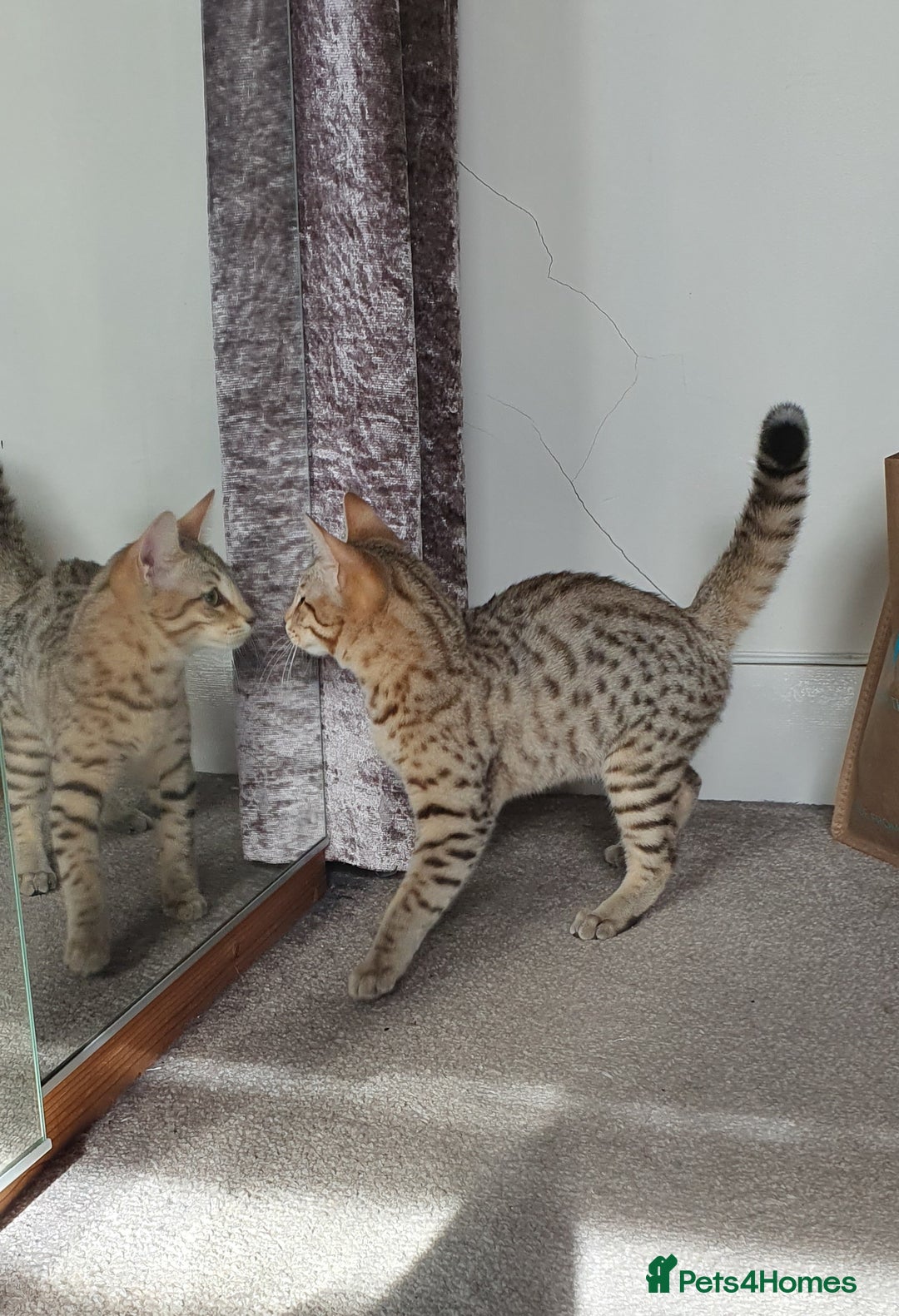 Savannah cats for sale: Fabulous F5 SBT Savannah Kittens! REDUCED! - Image 16
