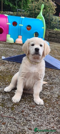 Golden Retriever dogs - Advert 14