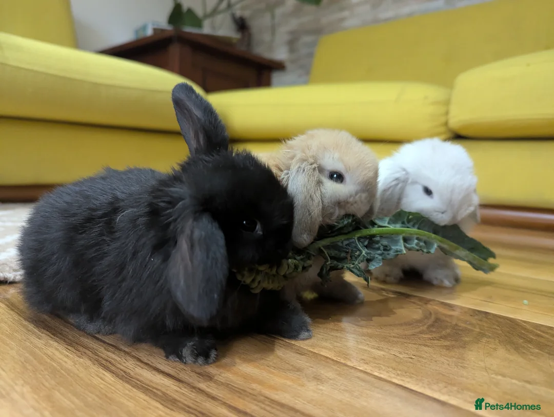 Mini Lop rabbits for sale: Mini lop  in Canterbury - Advert 2