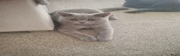 British Shorthair cats for sale: GCCF Registered,ready to go! - Advert 4
