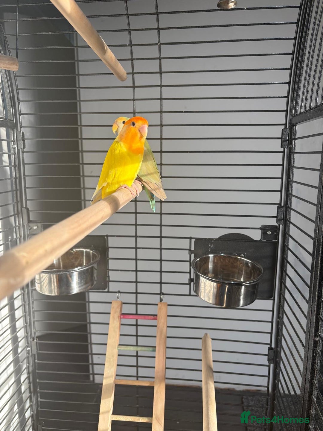 Lovebirds birds for sale: Love birds - Advert 8