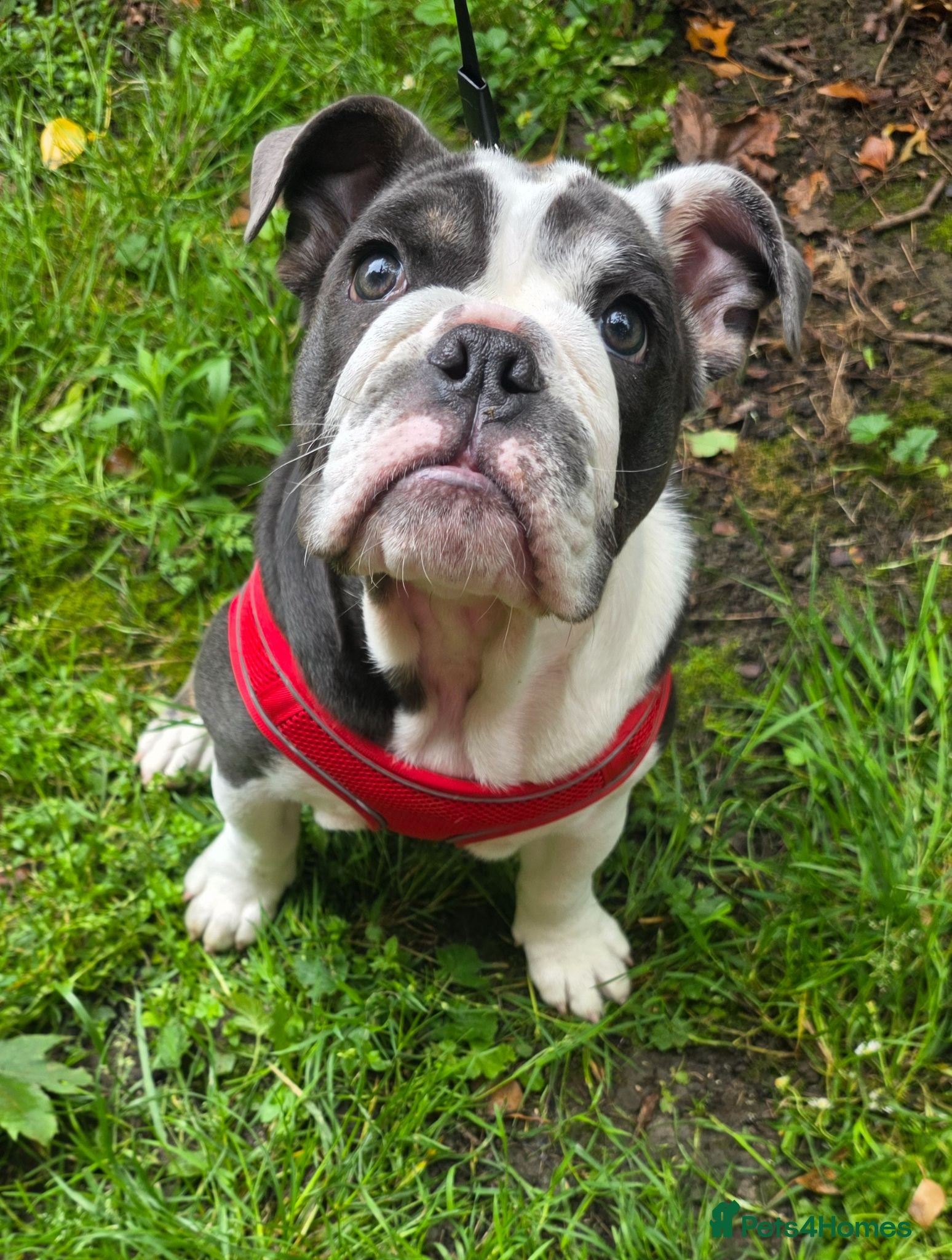 English Bulldog dogs English Bulldog puppy  - Advert 1