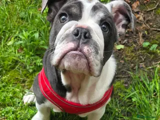 English Bulldog dogs English Bulldog puppy - Advert 1