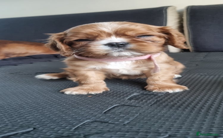 Cavalier King Charles Spaniel dogs - Advert 15
