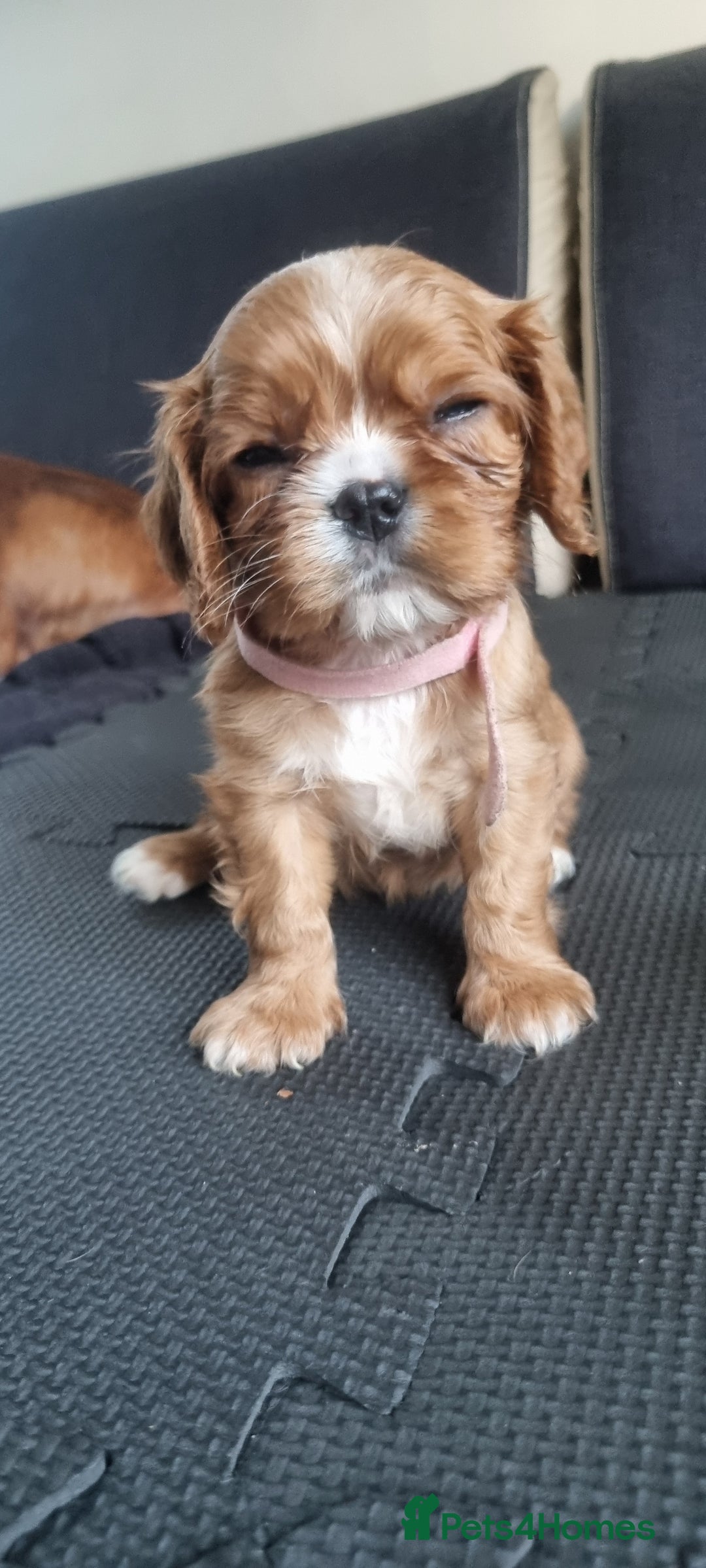 Cavalier King Charles Spaniel dogs for sale: Cavaliers King Charles spaniels - Image 1