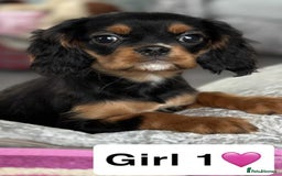Cavalier King Charles Spaniel dogs for sale: Stunning DNA CLEAR Cavalier Pups - Image 5