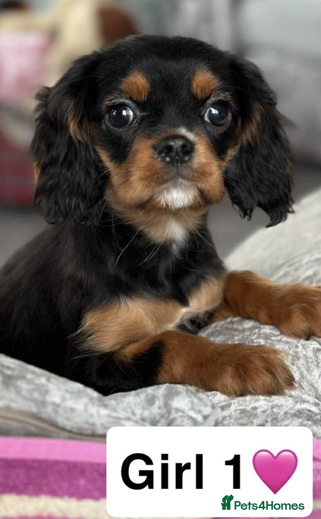 Cavalier King Charles Spaniel dogs for sale: Stunning DNA CLEAR Cavalier Pups - Image 5