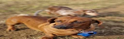 Dachshund dogs for sale: Oreo and Cleo adult dogs in Dartford - Advert 1