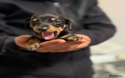 Miniature Dachshund dogs for sale: Minature dachshund puppies - Image 13