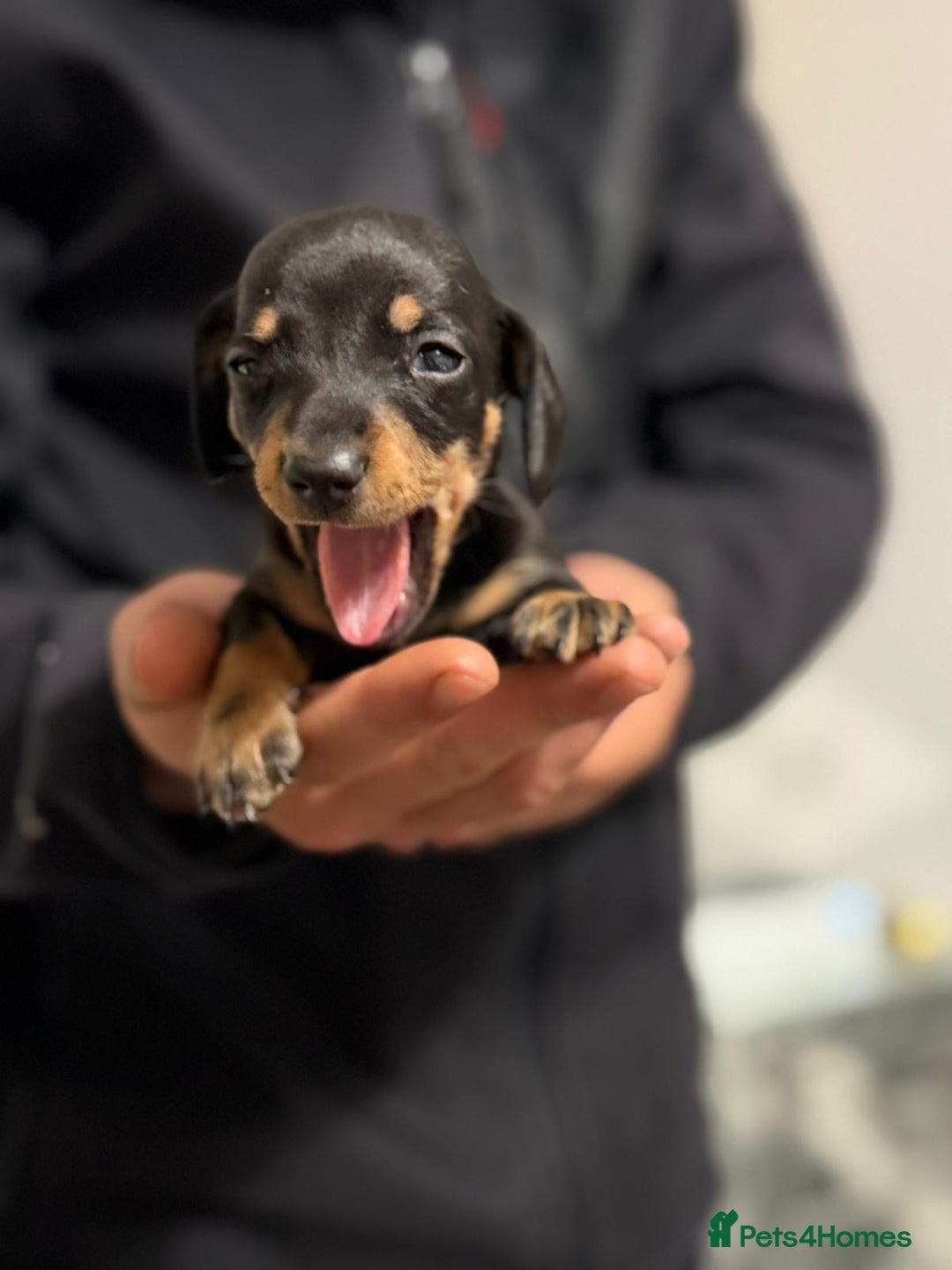 Miniature Dachshund dogs for sale: Minature dachshund puppies - Image 13